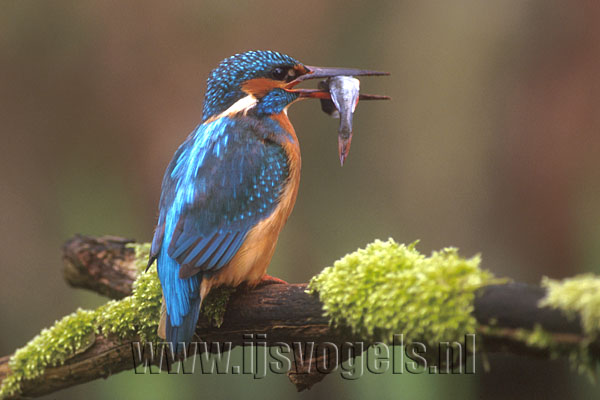 Kingfisher bird